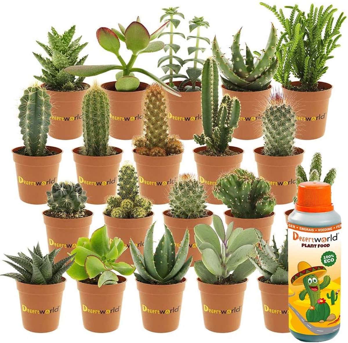 Mini-cactusjes